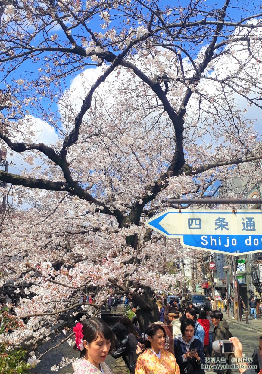 京都櫻花2025🌸京都櫻花季20處日本京都賞櫻景點實用資訊分享(上)(含京都櫻花預測) - 第83張圖