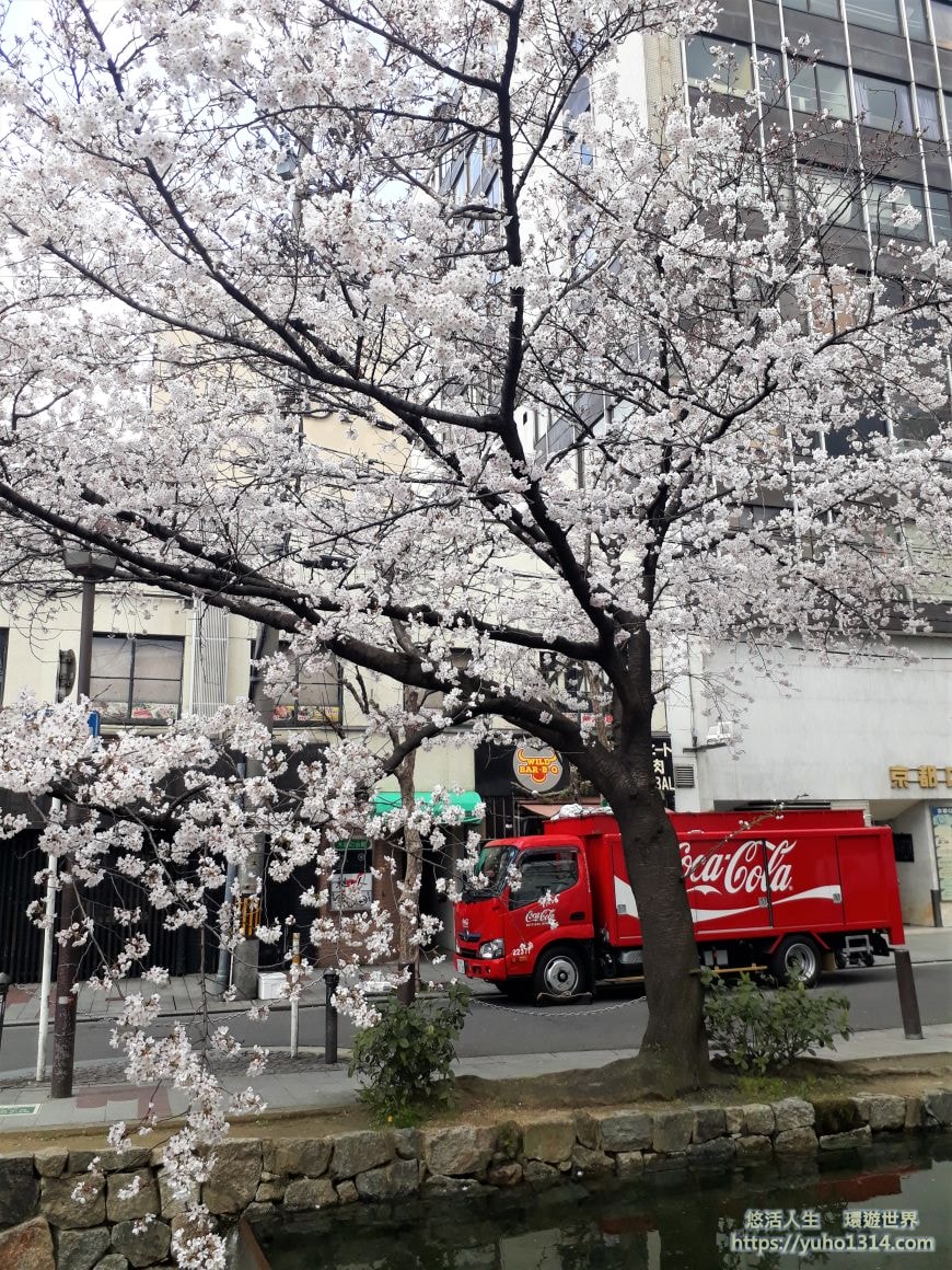 京都櫻花2025🌸京都櫻花季20處日本京都賞櫻景點實用資訊分享(上)(含京都櫻花預測) - 第87張圖
