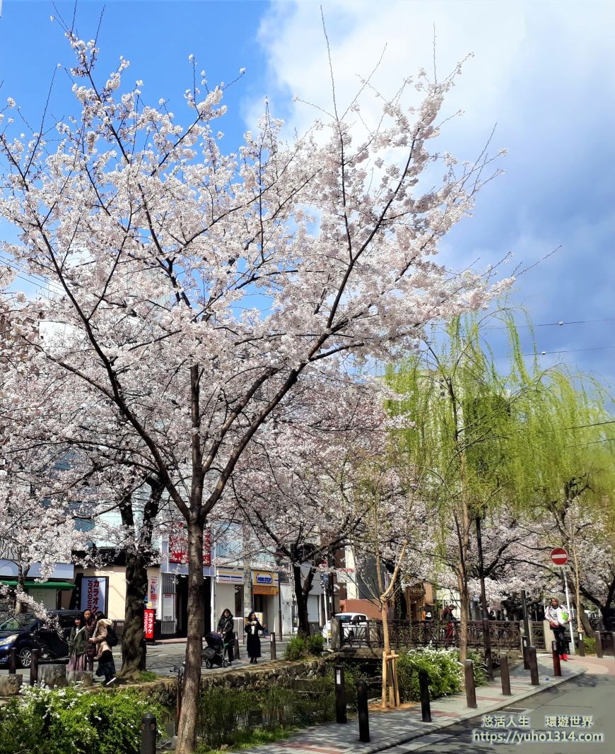 京都櫻花2025🌸京都櫻花季20處日本京都賞櫻景點實用資訊分享(上)(含京都櫻花預測) - 第85張圖