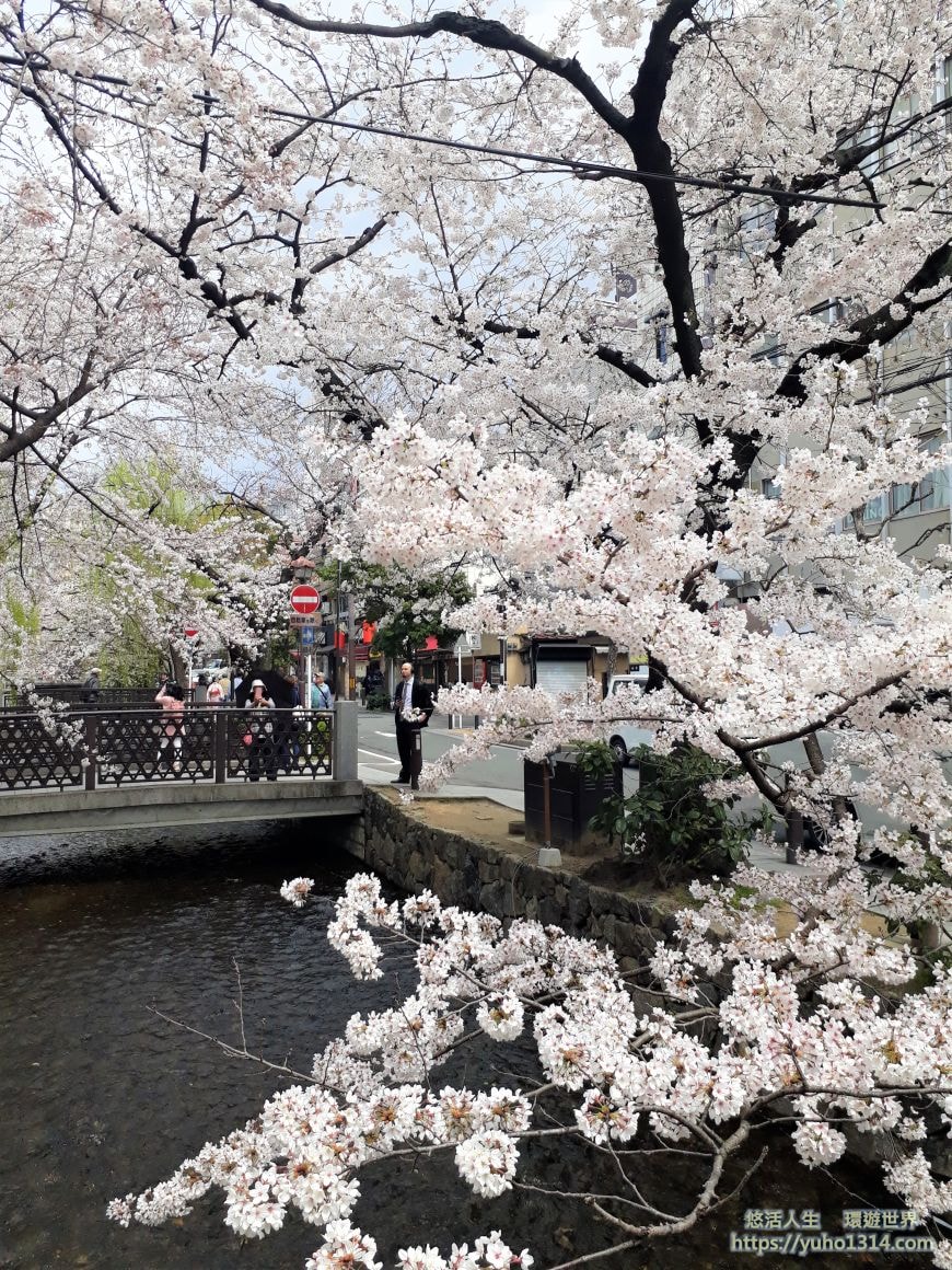 京都櫻花2025🌸京都櫻花季20處日本京都賞櫻景點實用資訊分享(上)(含京都櫻花預測) - 第84張圖