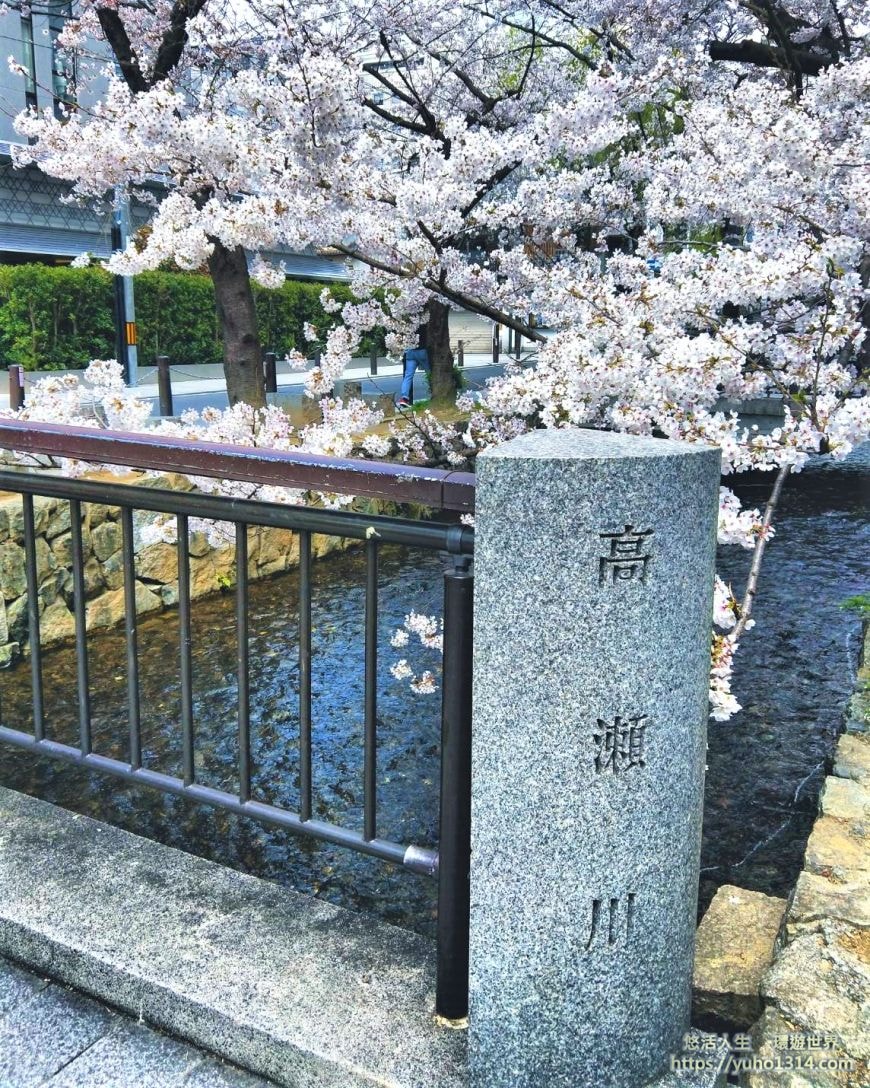京都櫻花2025🌸京都櫻花季20處日本京都賞櫻景點實用資訊分享(上)(含京都櫻花預測) - 第82張圖 木屋町通櫻花
