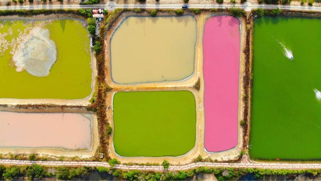 台灣特別的湖 金門粉紅湖 金門慈湖附近魚塭區水域 慈湖附近魚塭區如調色盤般水域(圖片來源與版權:金門縣攝影學會理事長許進西)