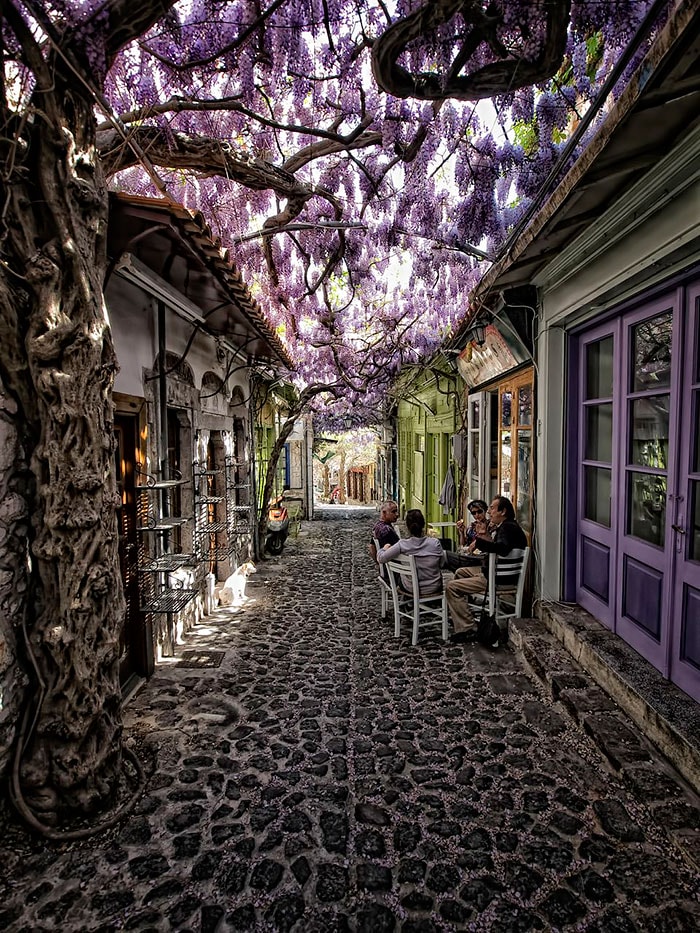 賞花景點花海街道1.希臘 萊斯沃斯島 莫利沃斯Molyvos