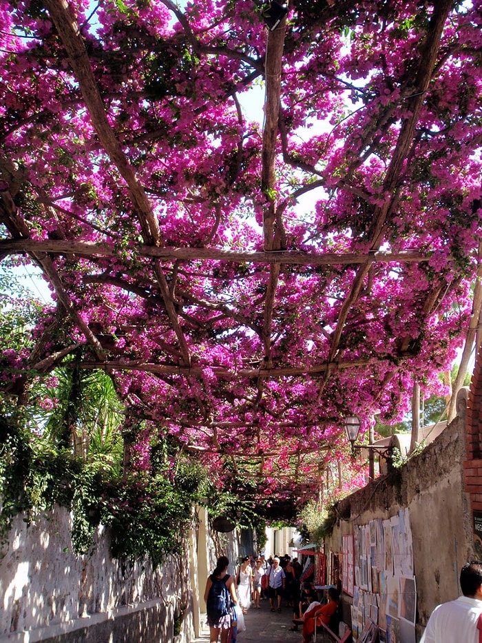 賞花景點花海街道13. 義大利 波西塔諾Positano