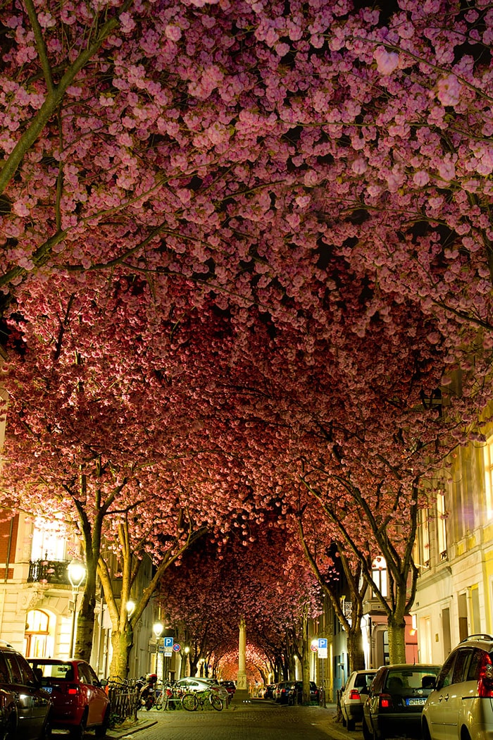 賞花景點花海街道2.德國 波恩Bonn