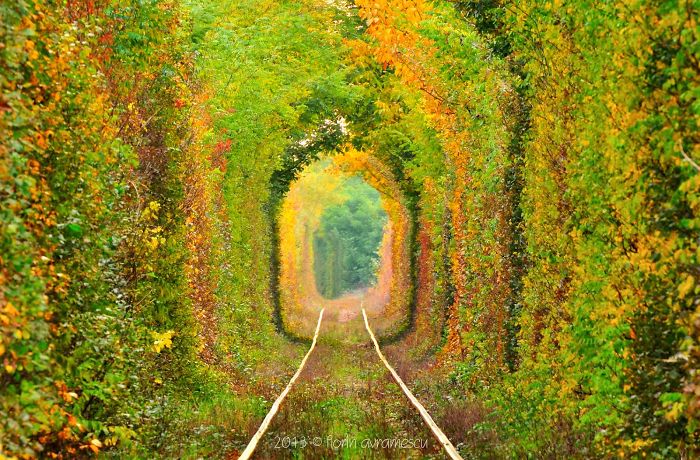 賞花景點花海街道3. 羅馬尼亞 愛的隧道Tunnel Of Love