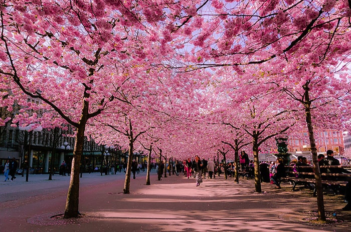 賞花景點花海街道4. 瑞典 斯德哥爾摩Stockholm
