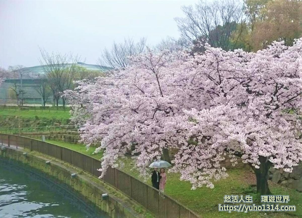 大阪賞櫻景點 毛馬櫻之宮