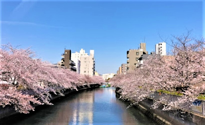 東京私房景點ptt 2025❤️你知道這10處特舒美麗東京私房冷門景點與櫻花景點🌸 - 第19張圖