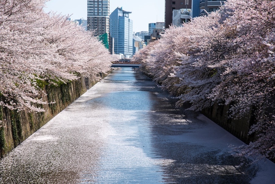 東京私房景點ptt 2025❤️你知道這10處特舒美麗東京私房冷門景點與櫻花景點🌸 - 第29張圖
