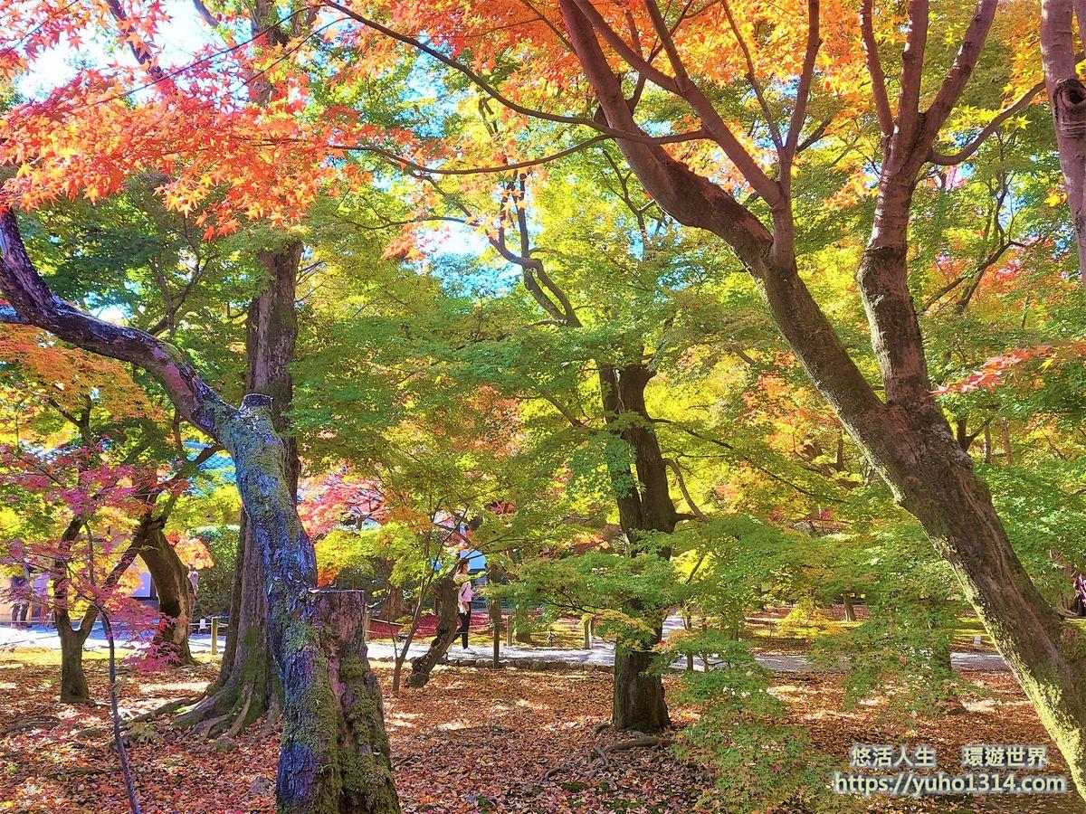 東福寺楓葉夜楓賞楓 交通門票 京都高人氣第一名絕美賞楓景點 ! - 第8張圖