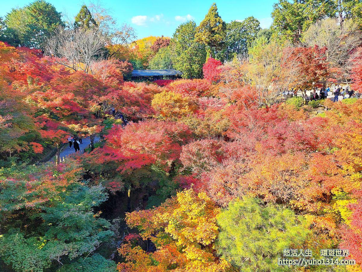 東福寺楓葉夜楓賞楓 交通門票 京都高人氣第一名絕美賞楓景點 ! - 第13張圖 東福寺楓葉 東福寺夜楓 東福寺賞楓 東福寺紅葉
