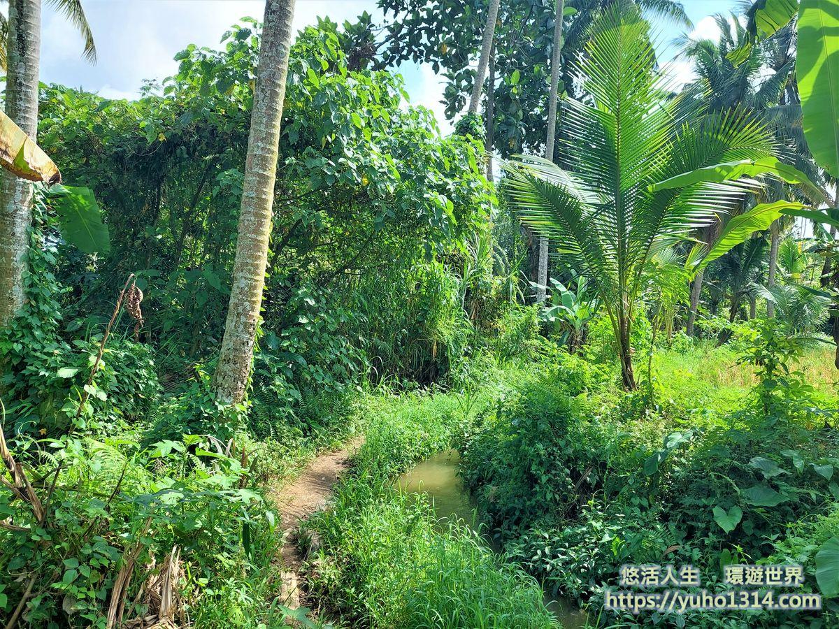 峇里島烏布景點推薦 烏布自由行3種獨特且美麗又免費的旅行方式!Ubud - 第15張圖
