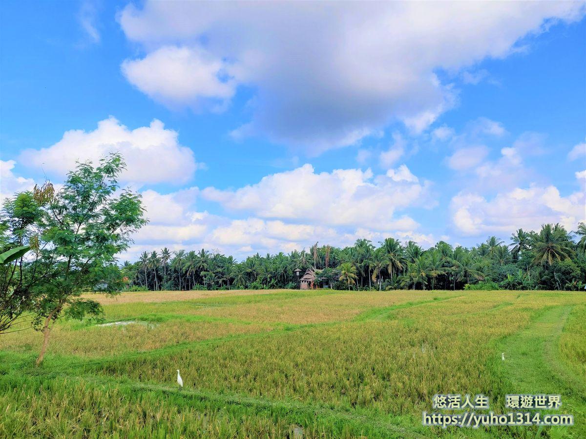 峇里島烏布景點推薦 烏布自由行3種獨特且美麗又免費的旅行方式!Ubud - 第6張圖