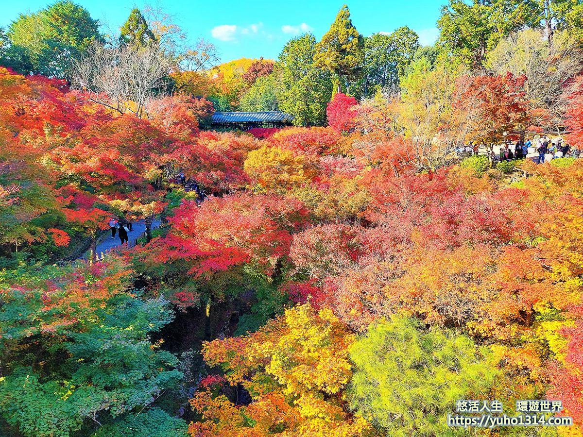 京都賞楓景點 京都楓葉景點 東福寺