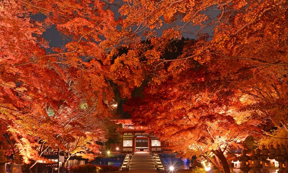 大阪夜楓景點  勝尾寺
