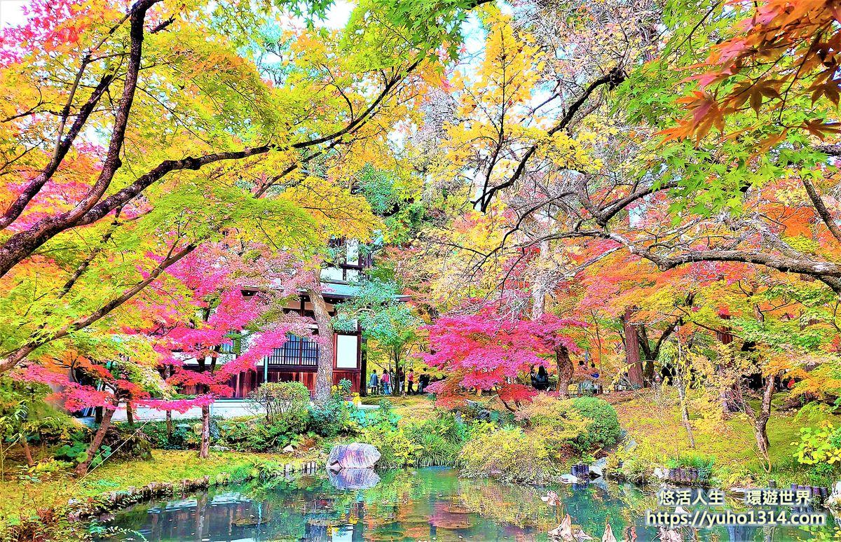 京都夜楓景點  永觀堂 禪林寺