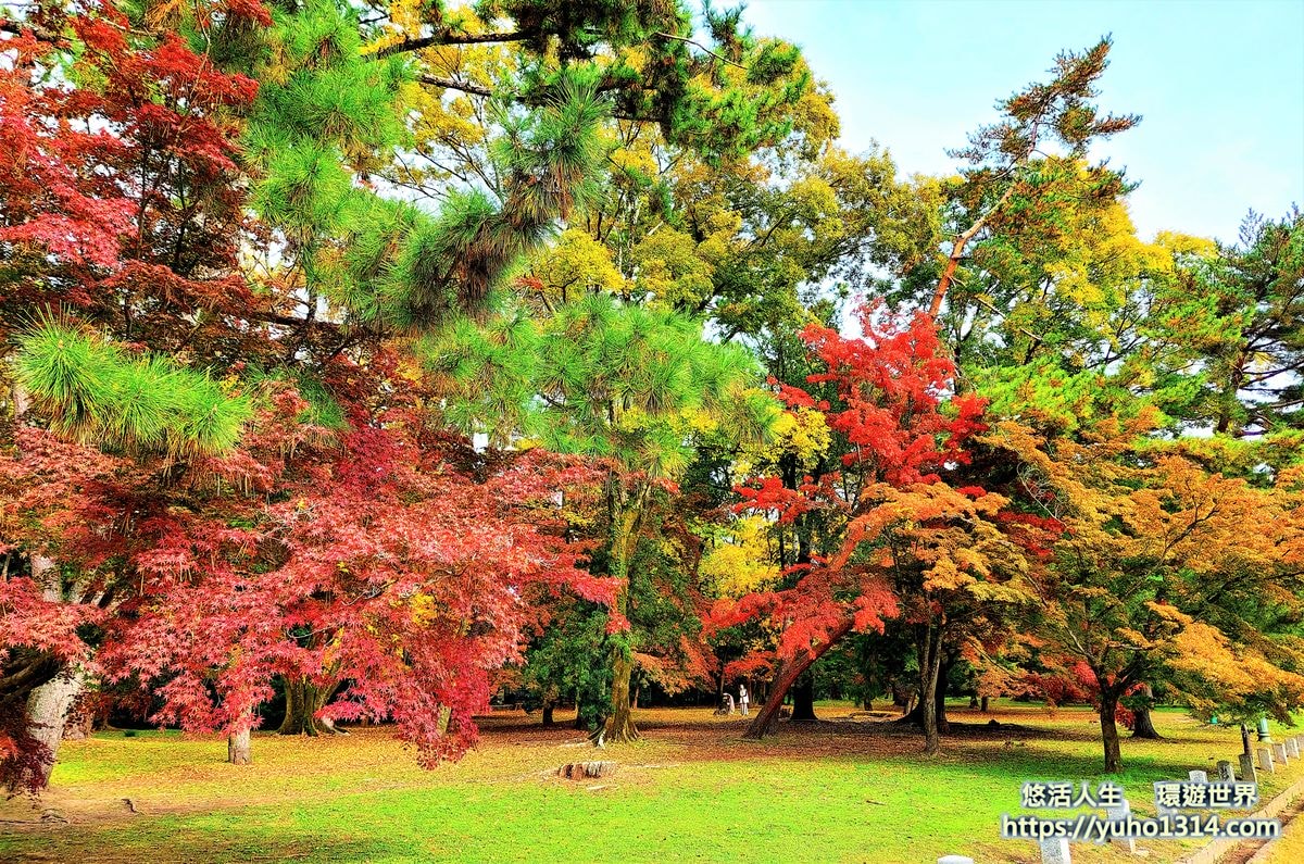 京都御苑楓葉  京都賞楓景點
