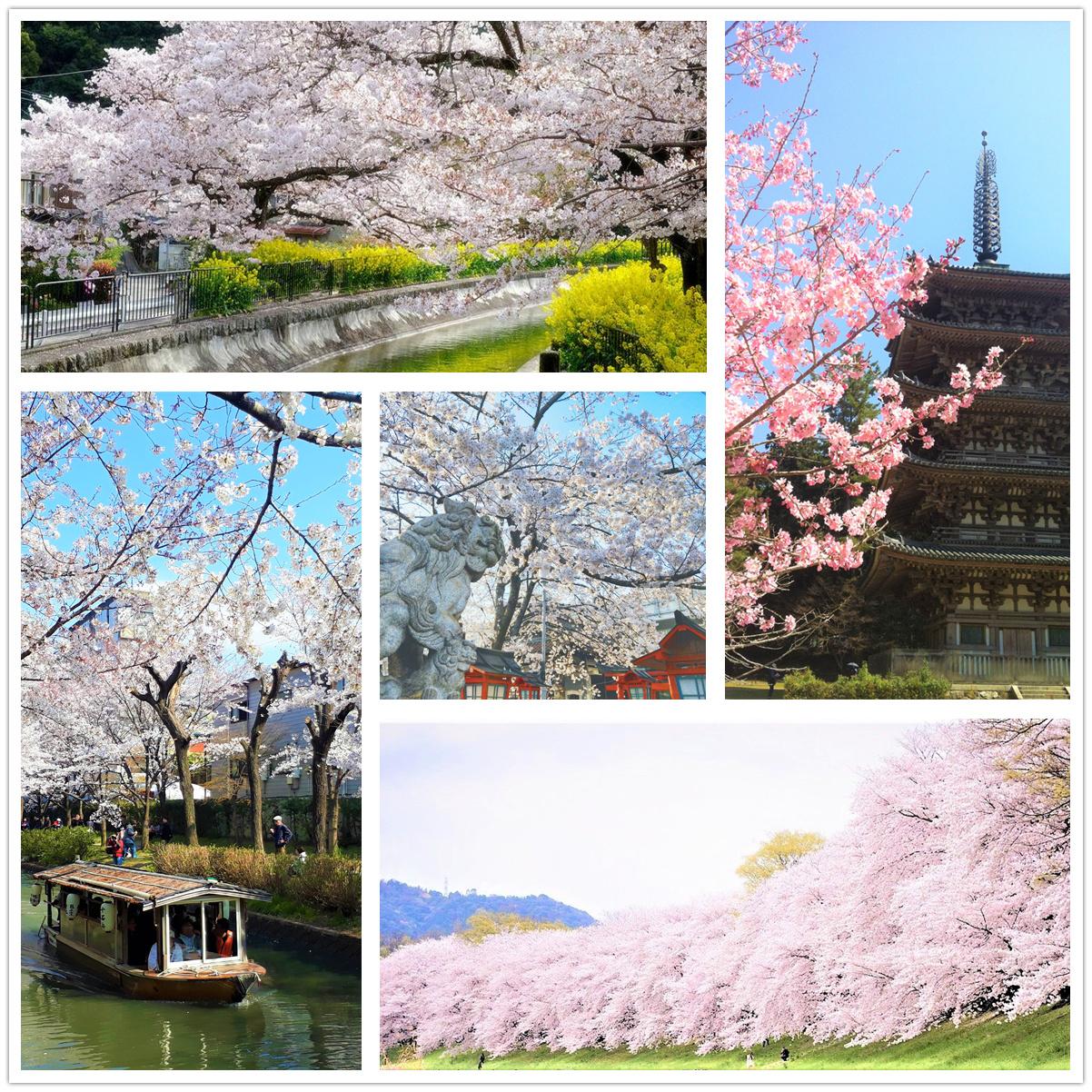 京都櫻花2025🌸京都櫻花季20處日本京都賞櫻景點實用資訊分享(上)(含京都櫻花預測) - 第120張圖