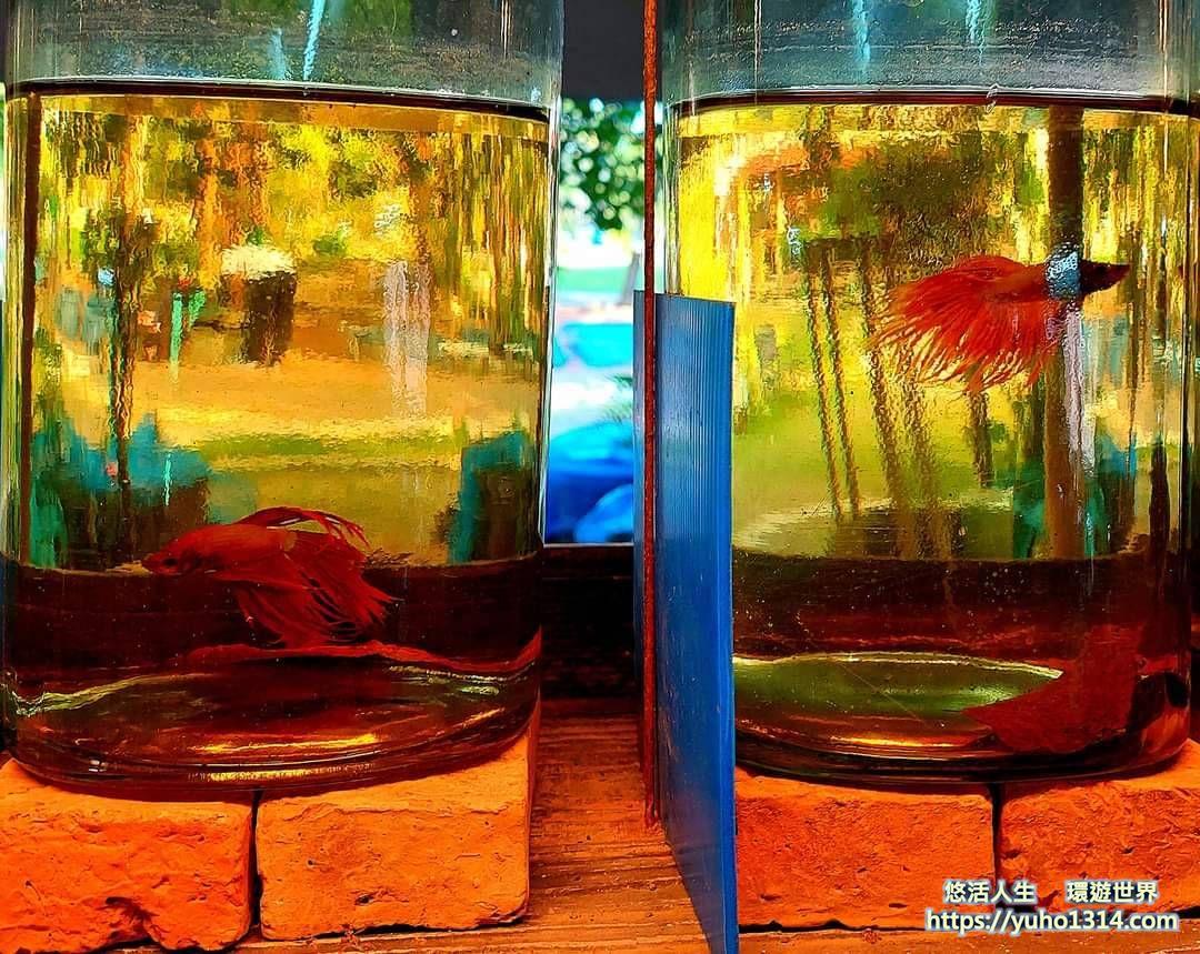 曼谷私房景點2025❤️泰國【曼谷近郊景點/曼谷自然景點/水上市場推薦】獨特有趣「曼谷綠肺」! - 第16張圖