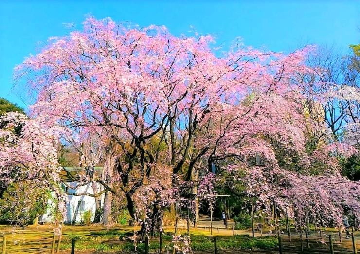 東京私房景點ptt 2025❤️你知道這10處特舒美麗東京私房冷門景點與櫻花景點🌸 - 第13張圖 東京賞櫻景點-六義園