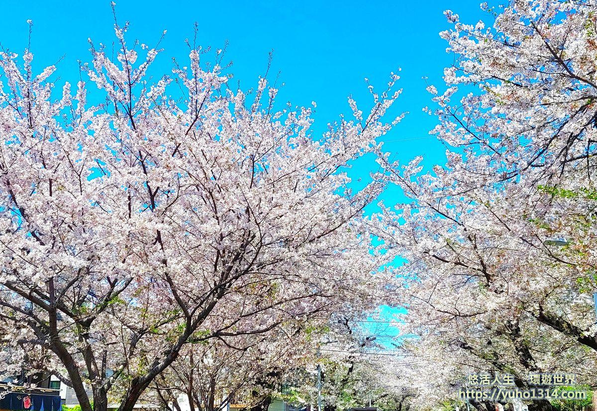 東京私房景點ptt 2025❤️你知道這10處特舒美麗東京私房冷門景點與櫻花景點🌸 - 第8張圖 上野櫻花 東京櫻花景點 東京櫻花景點 上野恩賜公園