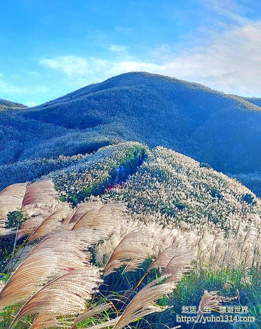 半屏山步道   半屏山登山口 雙北景點推薦 芒花季節