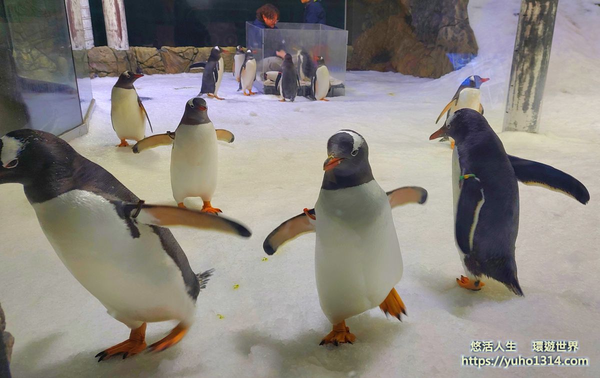 澳洲雪梨SEA LIFE 水族館