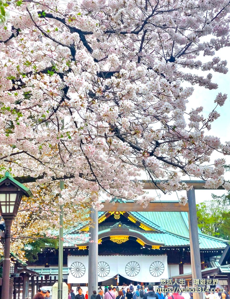 靖國神社櫻花
