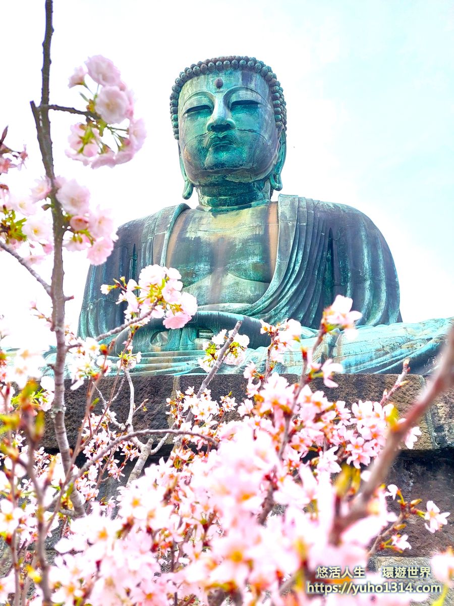 鎌倉大佛櫻花