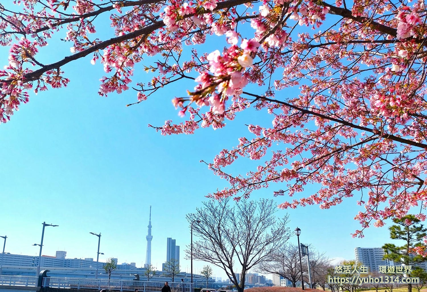 東京櫻花 東京賞櫻景點推薦🌸 早開且美麗櫻花品種地點分享 - 第3張圖