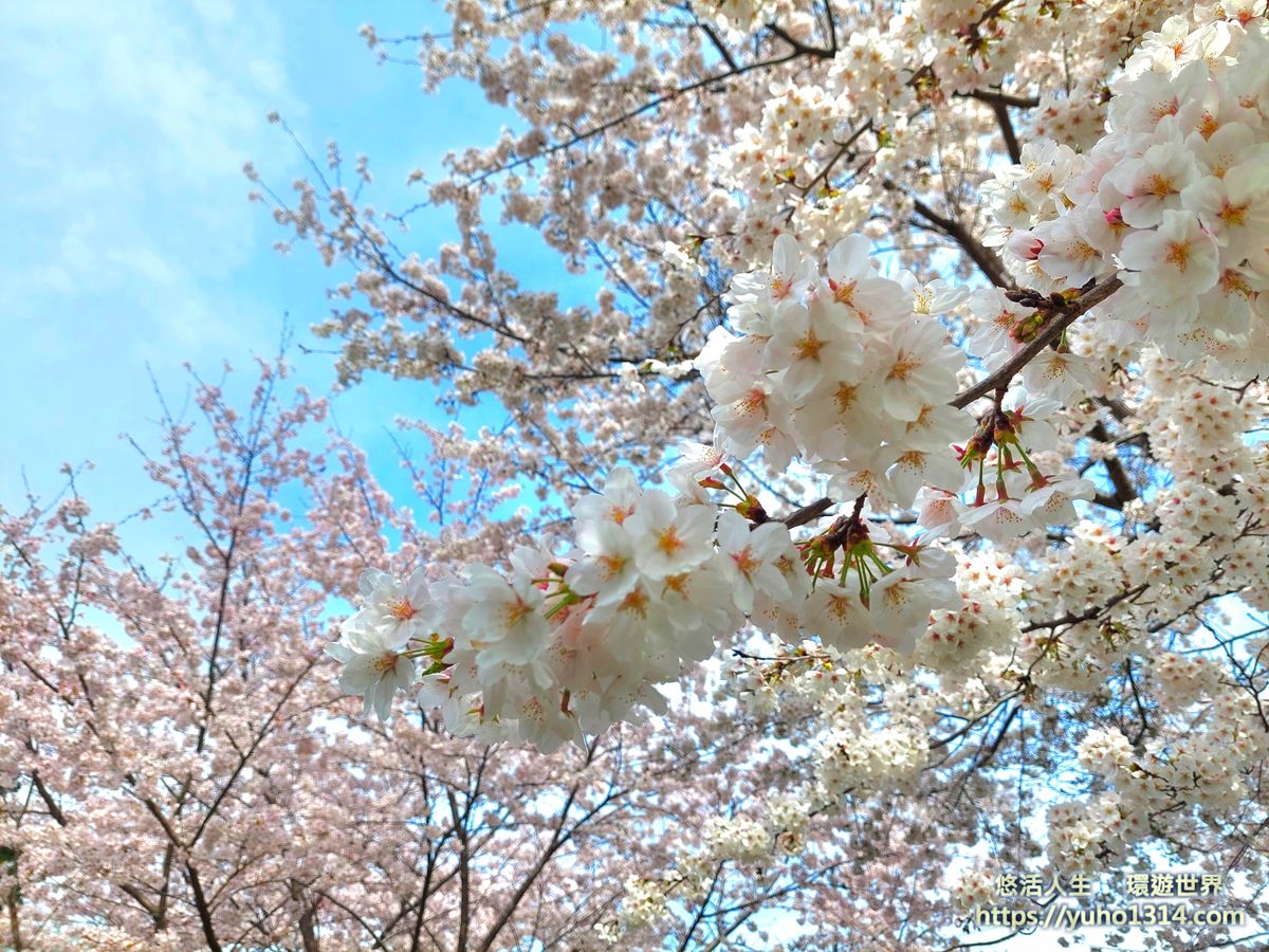 日本櫻花季