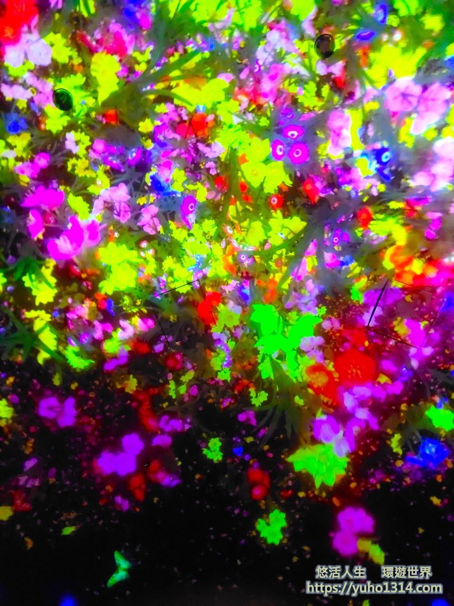 東京豐洲 teamLab Planets TOKYO