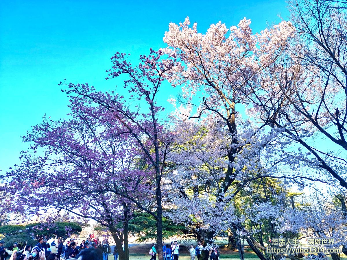 新宿御苑櫻花