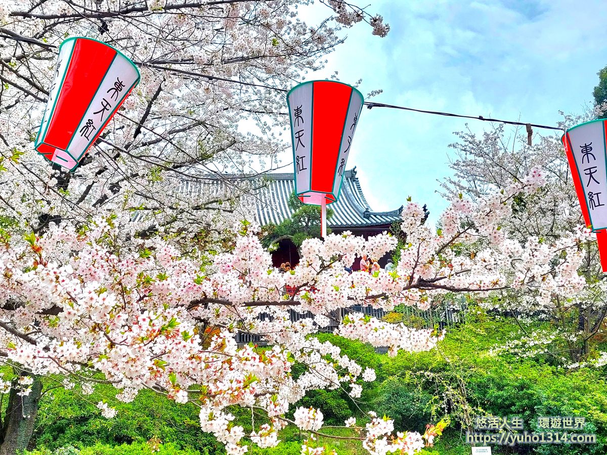 上野恩賜公園櫻花