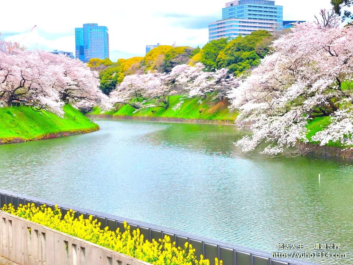千鳥之淵公園櫻花