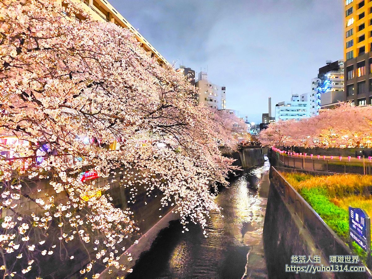 目黑川櫻花樹