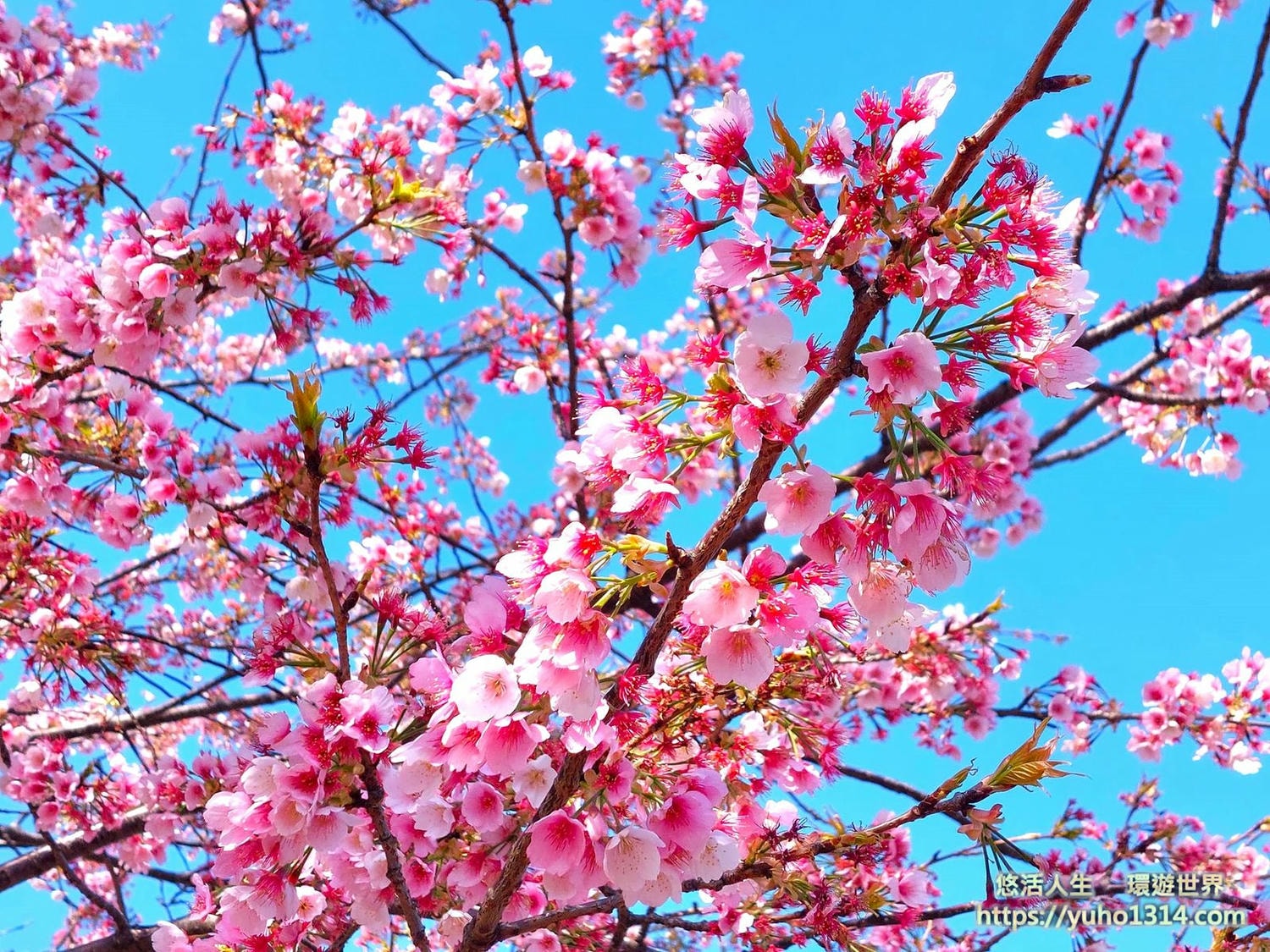 東京櫻花 東京賞櫻景點推薦🌸 早開且美麗櫻花品種地點分享 - 第4張圖