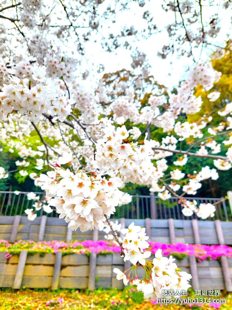 伊東市公園櫻花