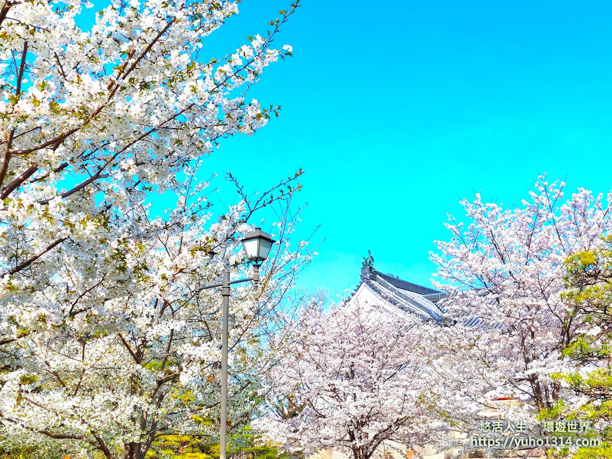 靜岡駿府城公園櫻花