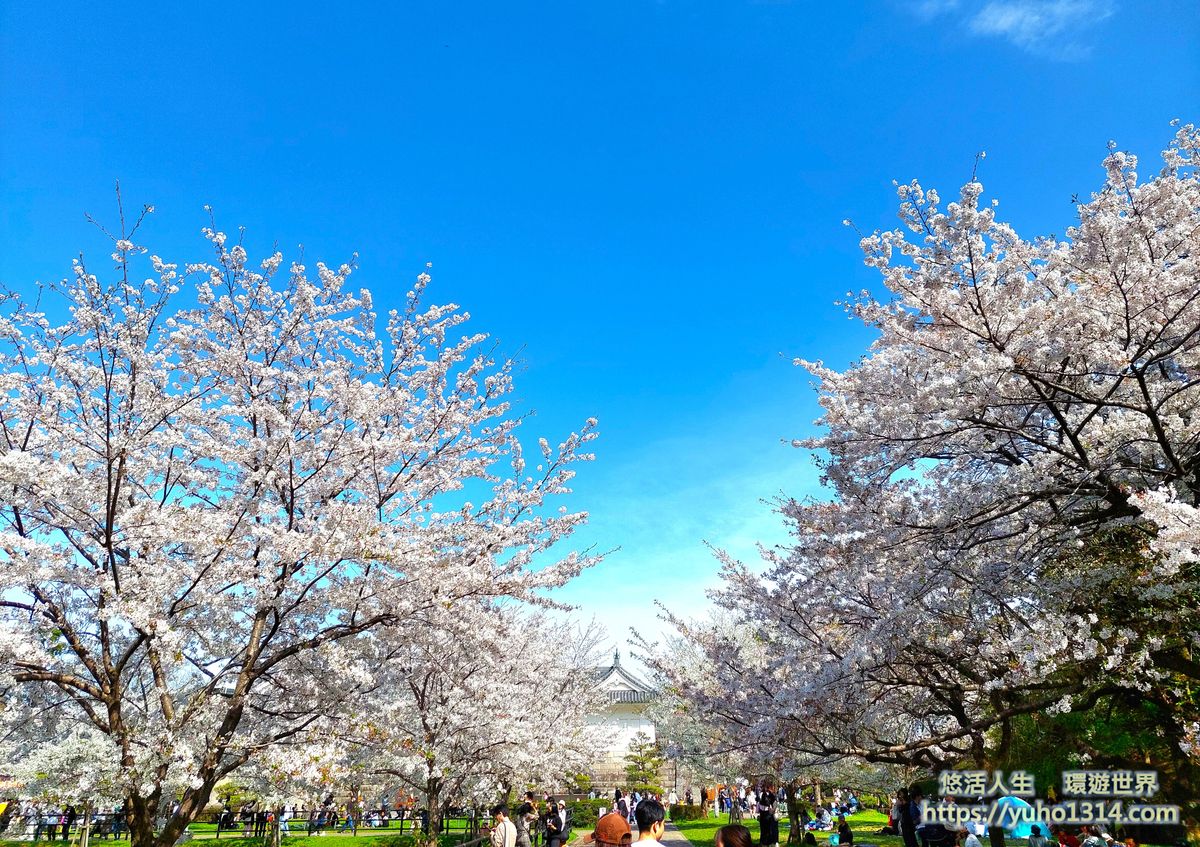 靜岡駿府城公園櫻花