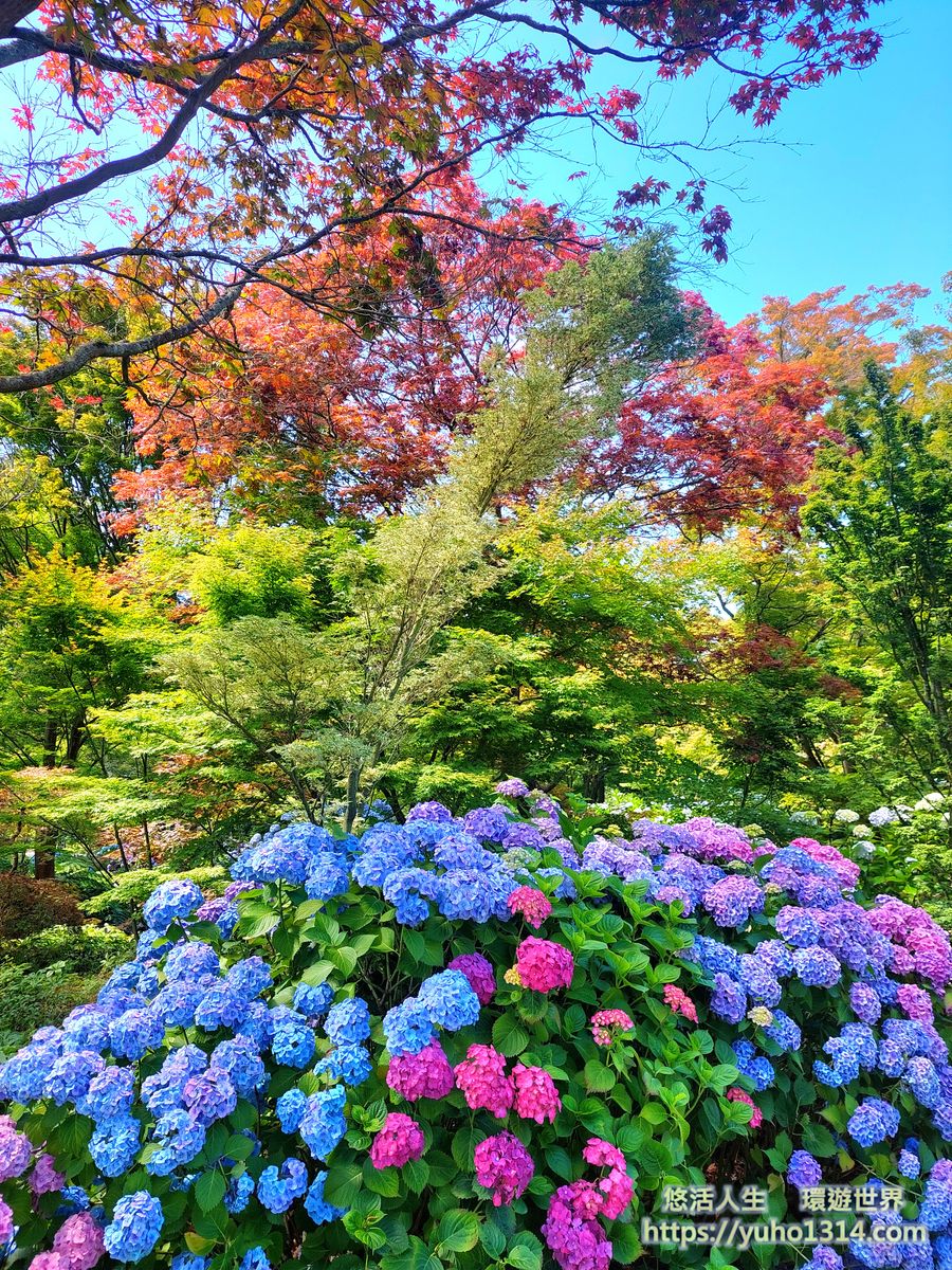 紐西蘭/基督城/ 基督城植物園