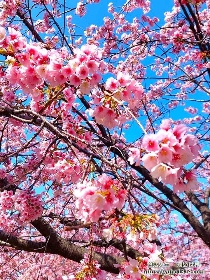 東京櫻花 東京賞櫻景點推薦🌸 早開且美麗櫻花品種地點分享 - 第5張圖