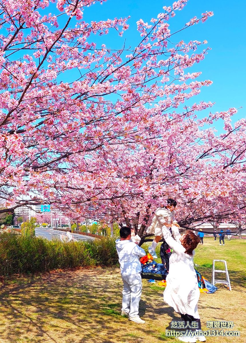 東京櫻花 東京賞櫻景點推薦🌸 早開且美麗櫻花品種地點分享 - 第6張圖