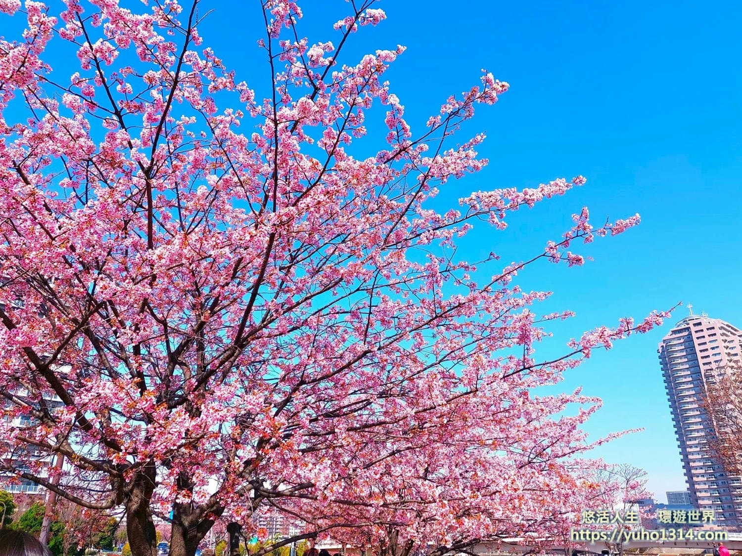 東京櫻花 東京賞櫻景點推薦🌸 早開且美麗櫻花品種地點分享 - 第7張圖