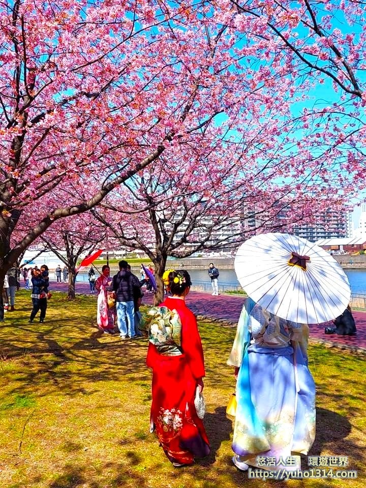 東京櫻花 東京賞櫻景點推薦🌸 早開且美麗櫻花品種地點分享 - 第9張圖