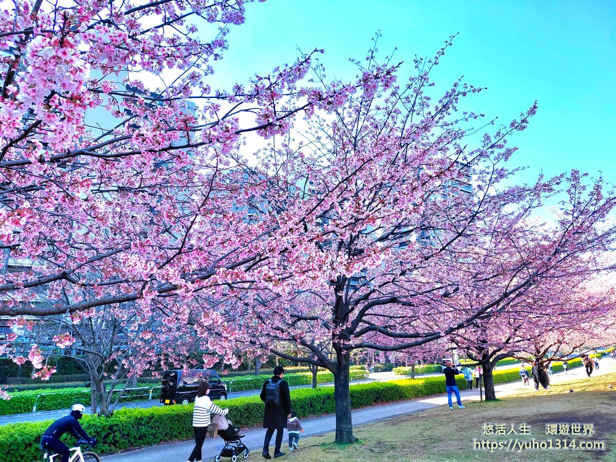 東京櫻花 東京賞櫻景點推薦🌸 早開且美麗櫻花品種地點分享 - 第10張圖