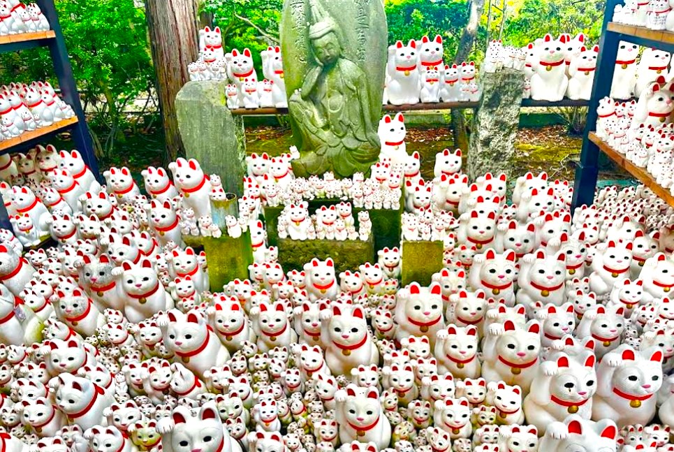 【2026東京私房景點ptt】10個避開人潮的景點與賞櫻秘境🌸及自由行攻略 (附9萬人熱門Google地圖) - 第36張圖 東京私房景點推薦/東京冷門景點推薦-豪德寺滿滿的招財貓