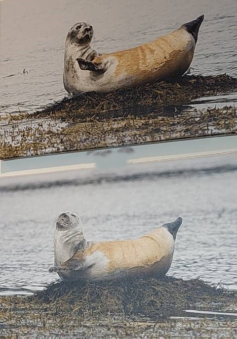 冰島海豹沙灘Ytri Tunga 