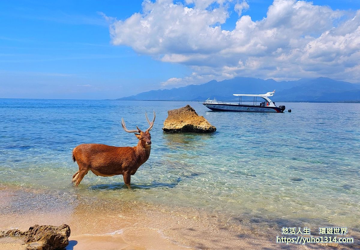 【2026印尼自由行】37天爪哇島到峇里島大縱走旅遊!5萬台幣全包行程攻略 - 第36張圖 峇里島鹿島浮潛Menjangan-Island